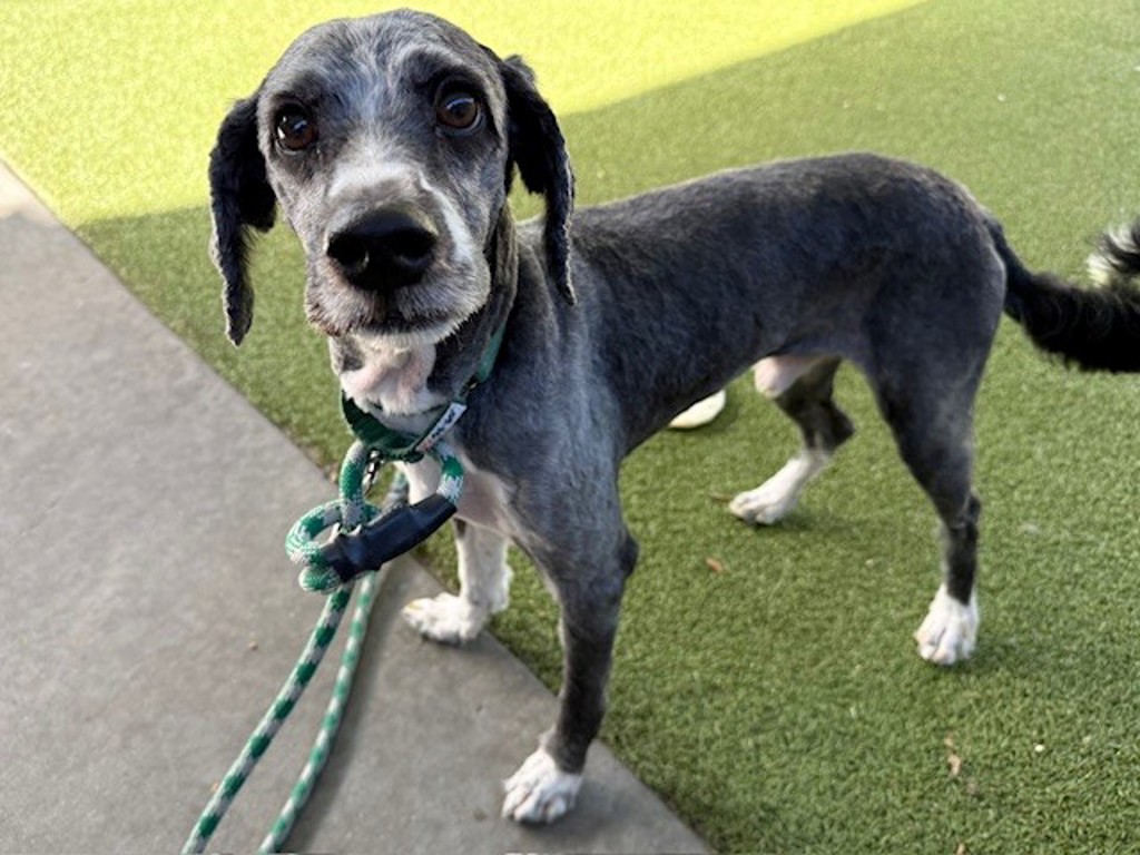 Shelter Stray Male Dog last seen Near Murray Boulevard, MURRAY CITY, UT, 84123, 511 W 3900 S, Salt Lake City, UT 84123, USA