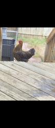 Lost Female Bird last seen Pamper Ln, Fort Washington, MD 20744