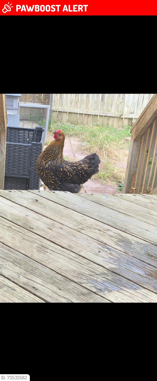 Lost Female Bird last seen Pamper Ln, Fort Washington, MD 20744