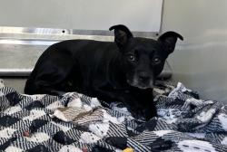 Shelter Stray Female Dog last seen Near N Santa Fe Avenue, Vista, CA, 92084, Oceanside, CA 92058, USA