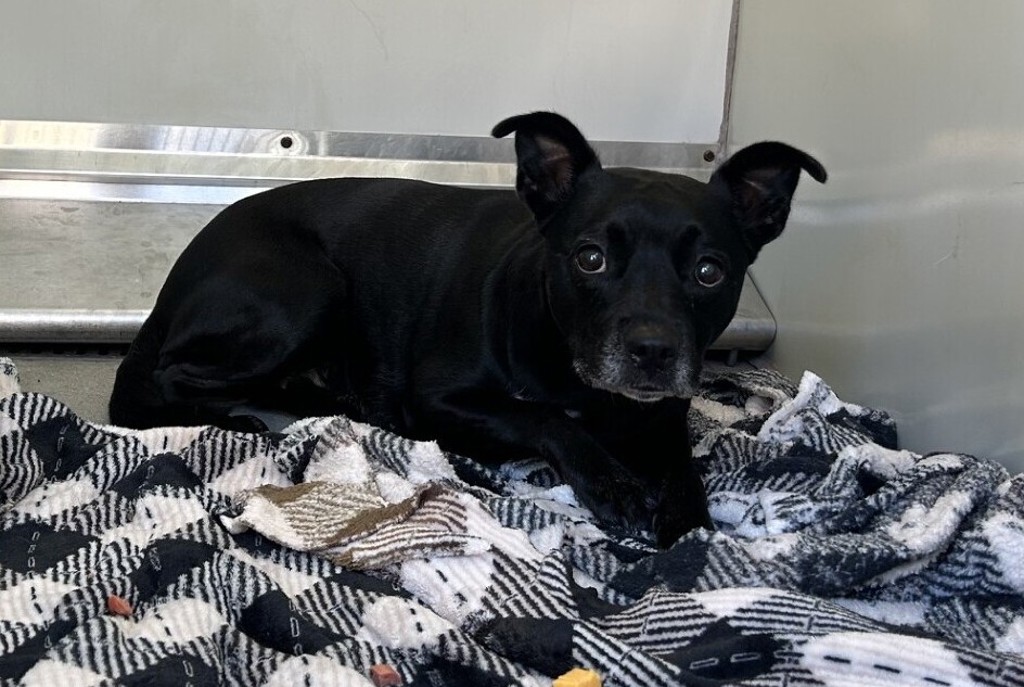 Shelter Stray Female Dog last seen Near N Santa Fe Avenue, Vista, CA, 92084, Oceanside, CA 92058, USA