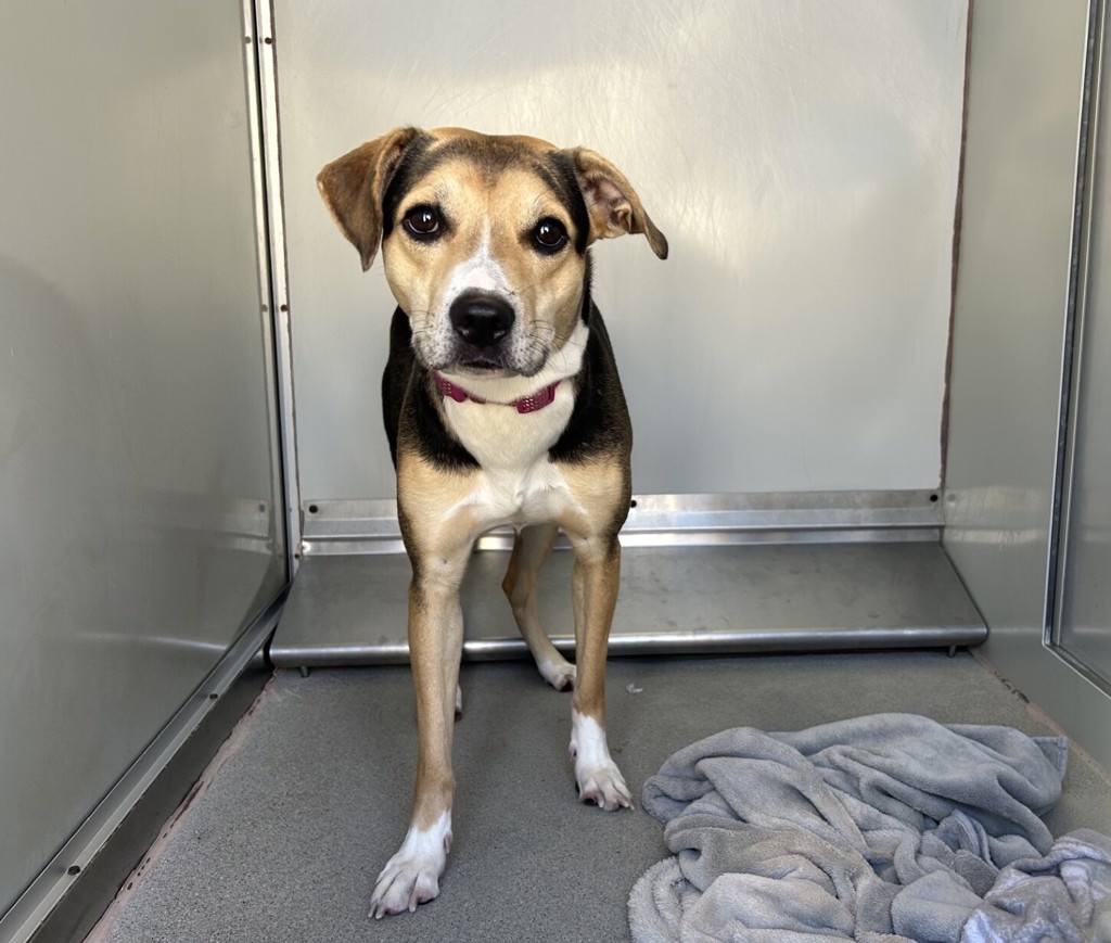 Shelter Stray Female Dog last seen Near N Santa Fe Avenue, Vista, CA, 92084, Oceanside, CA 92058, USA