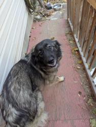 Found/Stray Female Dog last seen 9th and Park, Spokane Valley, WA 99212