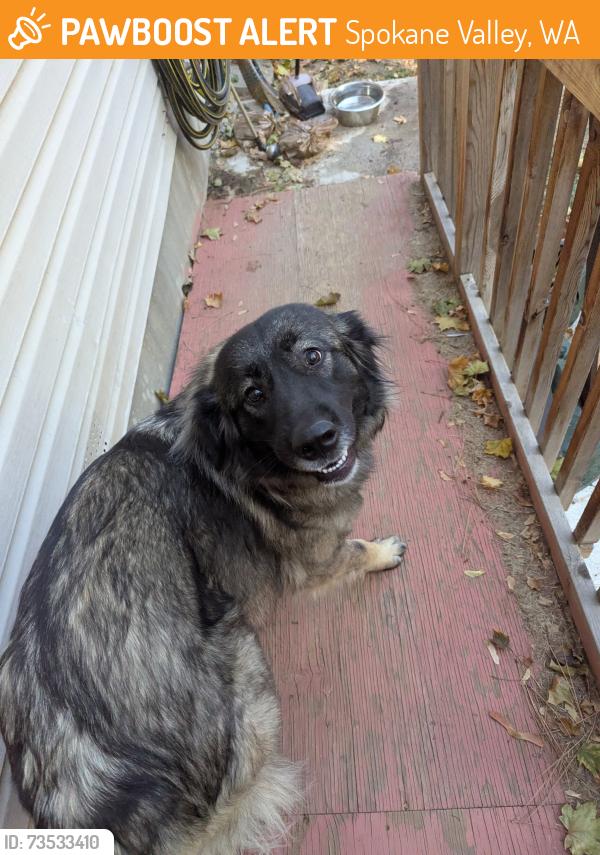 Found/Stray Female Dog last seen 9th and Park, Spokane Valley, WA 99212