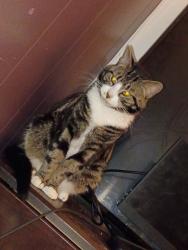 Lost Male Cat last seen 1st Street, Wilkes-Barre, PA 18705