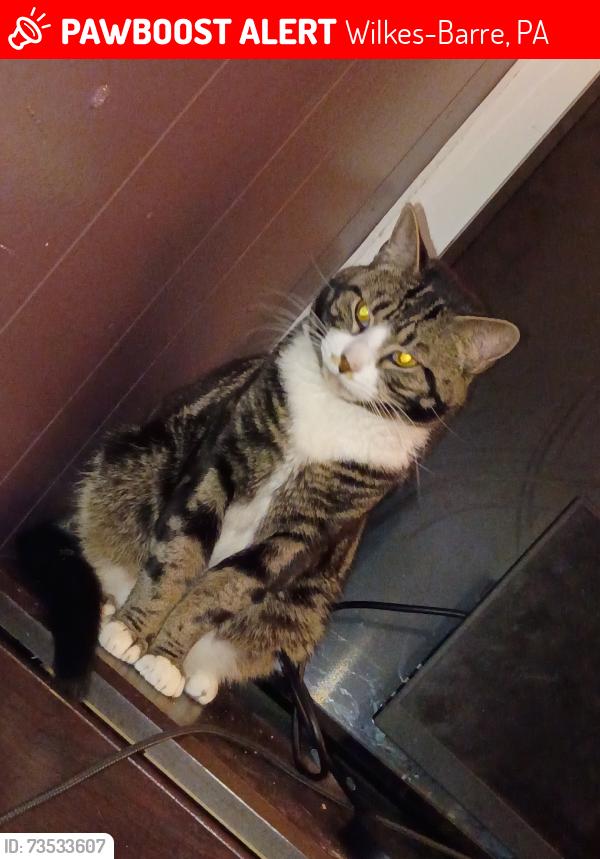Lost Male Cat last seen 1st Street, Wilkes-Barre, PA 18705