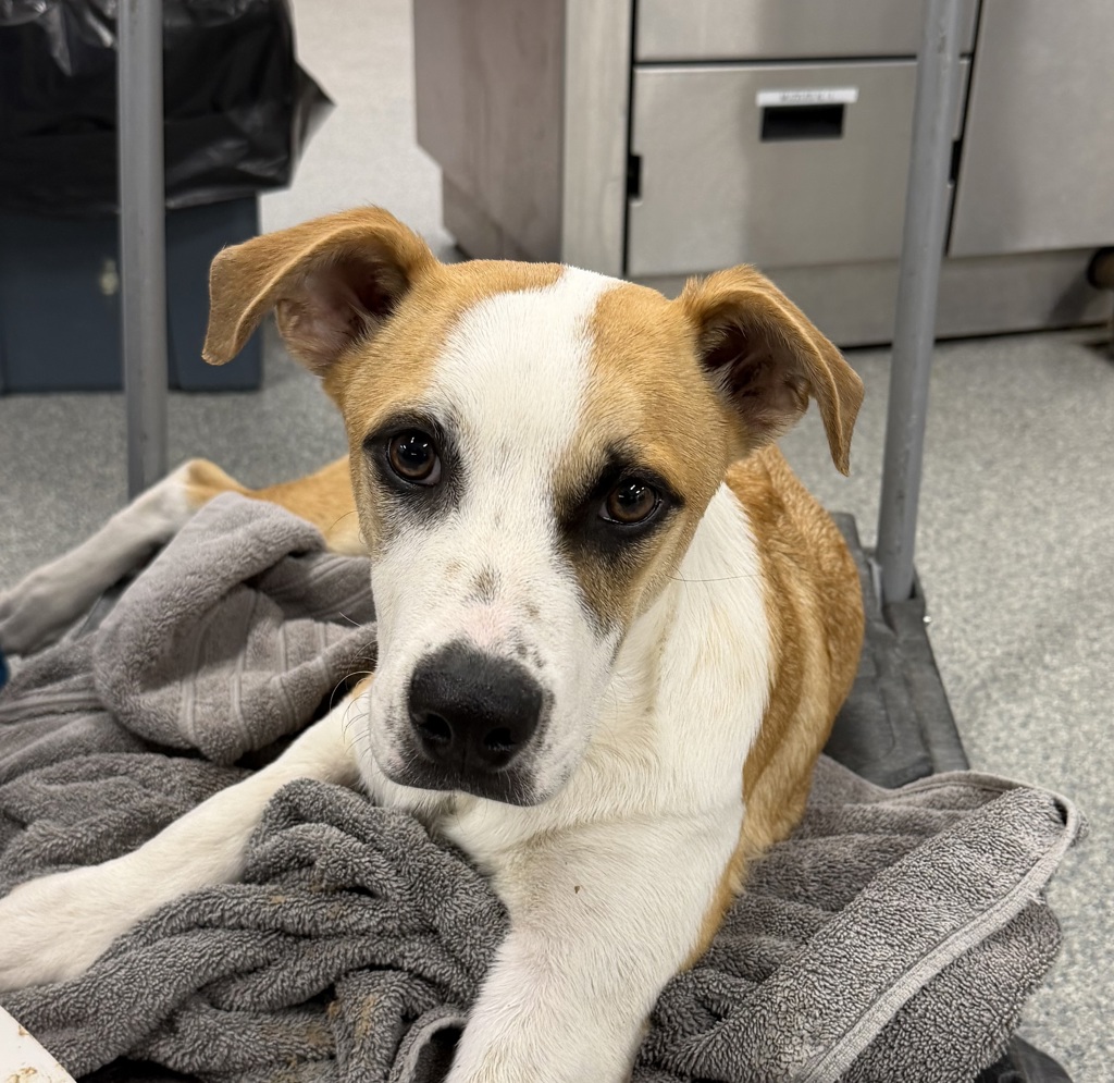 Shelter Stray Male Dog last seen El Prado, San Diego, CA, 92101, 5500 Gaines St, San Diego, CA 92110, USA