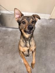 Shelter Stray Male Dog last seen Near N Forker Road, SPOKANE, WA, 99217, 6815 E Trent Ave, Spokane, WA 99212, USA