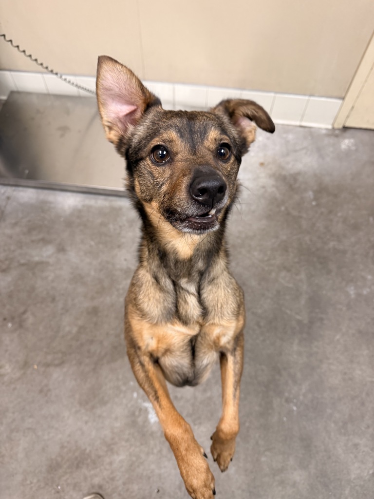 Shelter Stray Male Dog last seen Near N Forker Road, SPOKANE, WA, 99217, 6815 E Trent Ave, Spokane, WA 99212, USA