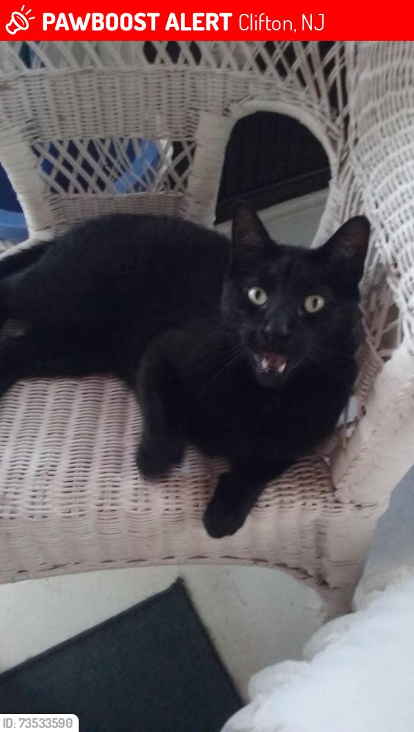 Lost Male Cat last seen Trenton Ave, Clifton, NJ 07011
