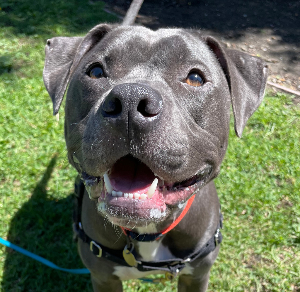 Shelter Stray Female Dog last seen Near Hegenberger Road, OAKLAND, CA, 94621, 8323 Baldwin St, Oakland, CA 94621, USA
