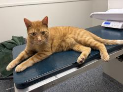 Found/Stray Unknown Cat last seen Melvina ave, Chicago, IL 60631