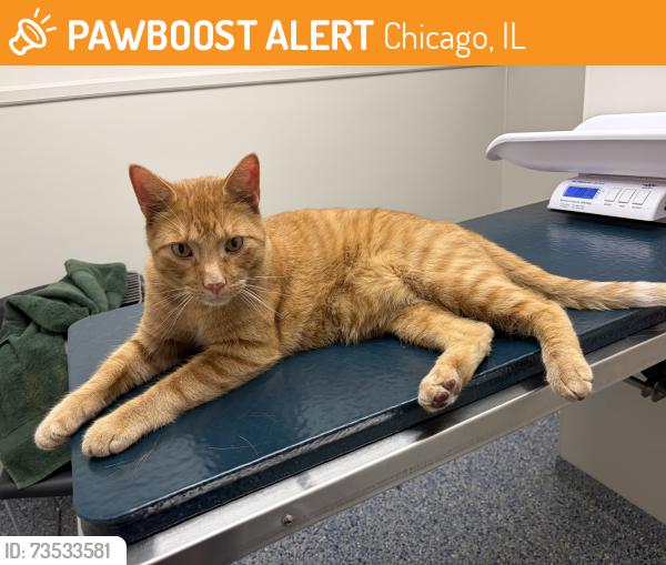 Found/Stray Unknown Cat last seen Melvina ave, Chicago, IL 60631
