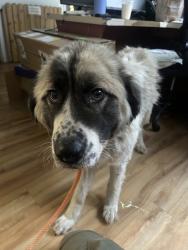 Shelter Stray Female Dog last seen Near NW Seabeck Holly Road, Seabeck, WA, 98380, 9167 Dickey Rd NW, Silverdale, WA 98383, USA