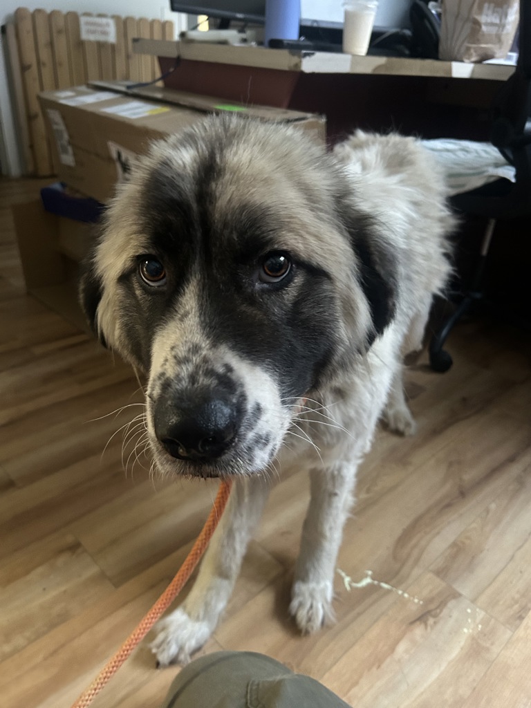 Shelter Stray Female Dog last seen Near NW Seabeck Holly Road, Seabeck, WA, 98380, 9167 Dickey Rd NW, Silverdale, WA 98383, USA
