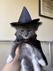Shelter Stray Male Cat last seen Near Irving Avenue, San Diego, CA, 92113, 5500 Gaines St, San Diego, CA 92110, USA