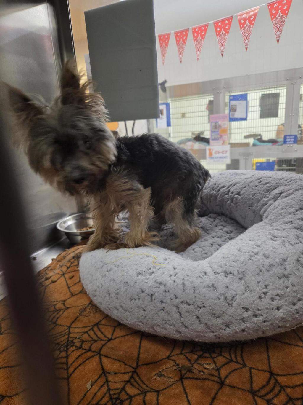 Shelter Stray Male Dog last seen Near Old Lockhart Road, AUSTIN, TX, 78747, 7201 Levander Loop bldg a, Austin, TX 78702, USA