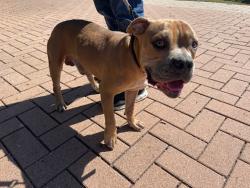 Shelter Stray Male Dog last seen Near Brodie Lane, AUSTIN, TX, 78745, 7201 Levander Loop bldg a, Austin, TX 78702, USA
