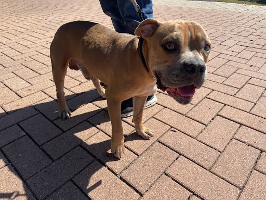 Shelter Stray Male Dog last seen Near Brodie Lane, AUSTIN, TX, 78745, 7201 Levander Loop bldg a, Austin, TX 78702, USA
