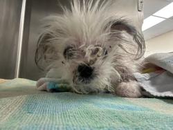Shelter Stray Male Dog last seen Near Milburn Lane, AUSTIN, TX, 78702, 7201 Levander Loop bldg a, Austin, TX 78702, USA