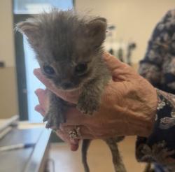 Shelter Stray Unknown Cat last seen Near Idlewild Avenue, LIVERMORE, CA, 94551, 4651 Gleason Dr, Dublin, CA 94568, USA