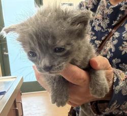 Shelter Stray Unknown Cat last seen Near Idlewild Avenue, LIVERMORE, CA, 94551, 4651 Gleason Dr, Dublin, CA 94568, USA