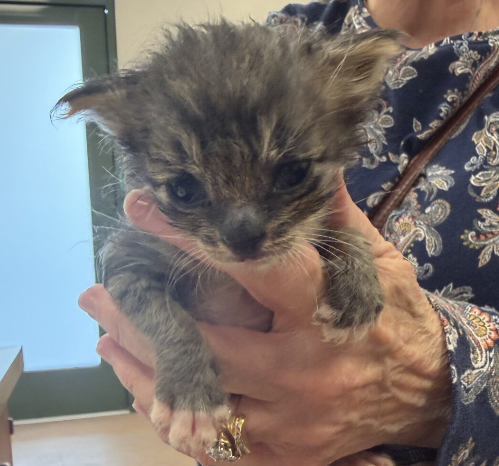 Shelter Stray Unknown Cat last seen Near Idlewild Avenue, LIVERMORE, CA, 94551, 4651 Gleason Dr, Dublin, CA 94568, USA