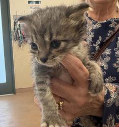 Shelter Stray Unknown Cat last seen Near Idlewild Avenue, LIVERMORE, CA, 94551, 4651 Gleason Dr, Dublin, CA 94568, USA