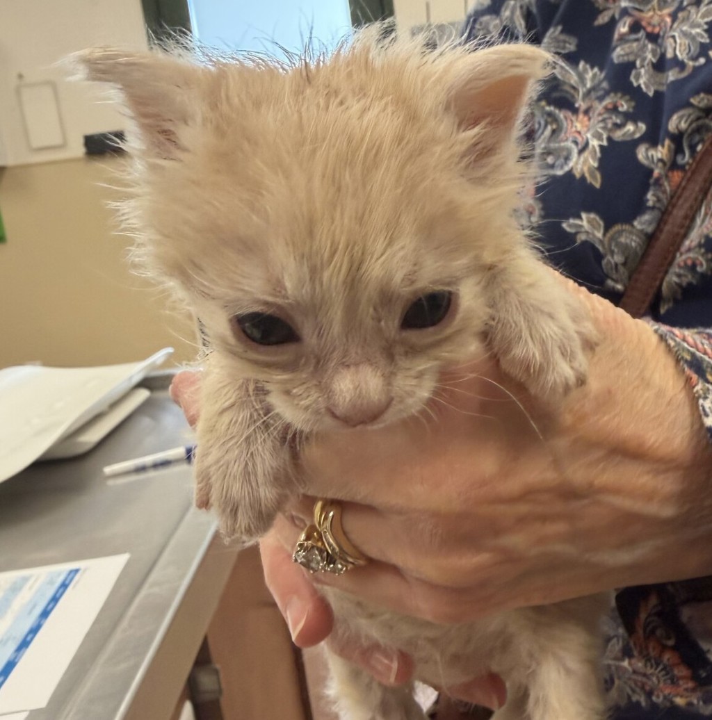 Shelter Stray Unknown Cat last seen Near Idlewild Avenue, LIVERMORE, CA, 94551, 4651 Gleason Dr, Dublin, CA 94568, USA