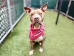 Shelter Stray Female Dog last seen E 222 Street, BRONX, NY, 10469, 326 E 110th St, New York, NY 10029, USA