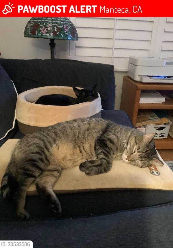 Lost Female Cat last seen Bellchase Dr, Manteca, Manteca, CA 95336