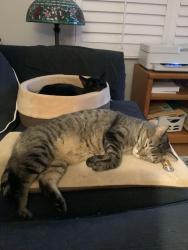 Lost Female Cat last seen Bellchase Dr, Manteca, Manteca, CA 95336