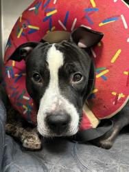 Shelter Stray Male Dog last seen Near Ryer Avenue, BRONX, NY, 10457, 326 E 110th St, New York, NY 10029, USA