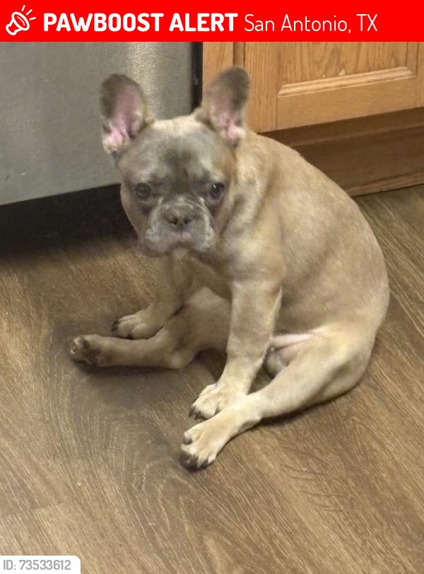 Lost Female Dog last seen Cable ranch marbach road, San Antonio, TX 78245