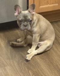 Lost Female Dog last seen Cable ranch marbach road, San Antonio, TX 78245