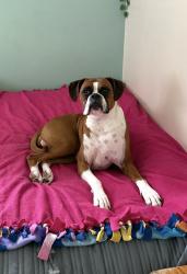 Reunited Female Dog last seen Brookhurst St. and Orangewood Ave., Garden Grove, CA 92840