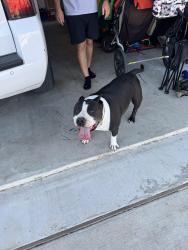 Found/Stray Male Dog last seen Tierra rosa in santa Rita, Liberty Hill, TX 78642