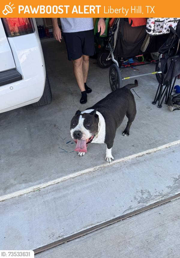 Found/Stray Male Dog last seen Tierra rosa in santa Rita, Liberty Hill, TX 78642