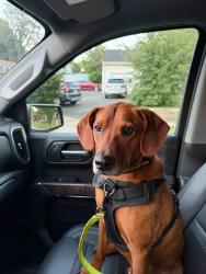 Reunited Male Dog last seen the sea grape (local bar), Fairfield, CT 06824