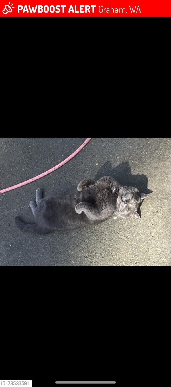 Lost Male Cat last seen 252nd st e 50th ave e 48th ave e, Graham, WA 98338