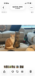 Lost Male Cat last seen MacArthur and Glenhurst subdivision, Oklahoma City, OK 73142