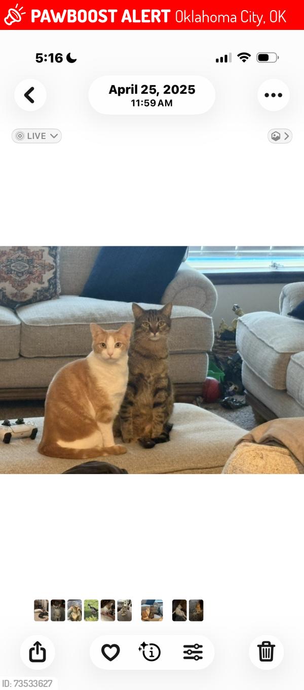 Lost Male Cat last seen MacArthur and Glenhurst subdivision, Oklahoma City, OK 73142