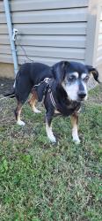 Reunited Male Dog last seen Blackburn Avenue and Clinton in alley, Ashland, KY 41102