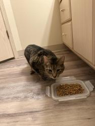 Found/Stray Male Cat last seen N Pines & Marietta, Spokane Valley, WA 99206