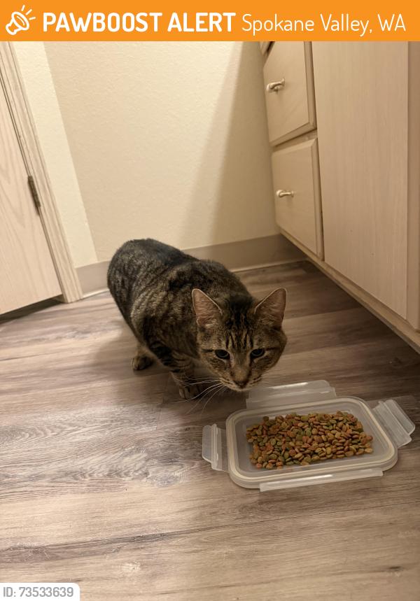 Found/Stray Male Cat last seen N Pines & Marietta, Spokane Valley, WA 99206