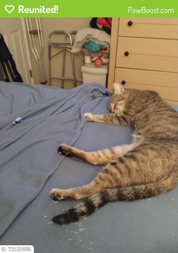Reunited Female Cat last seen Harlem and Belmont, Chicago, IL 60707
