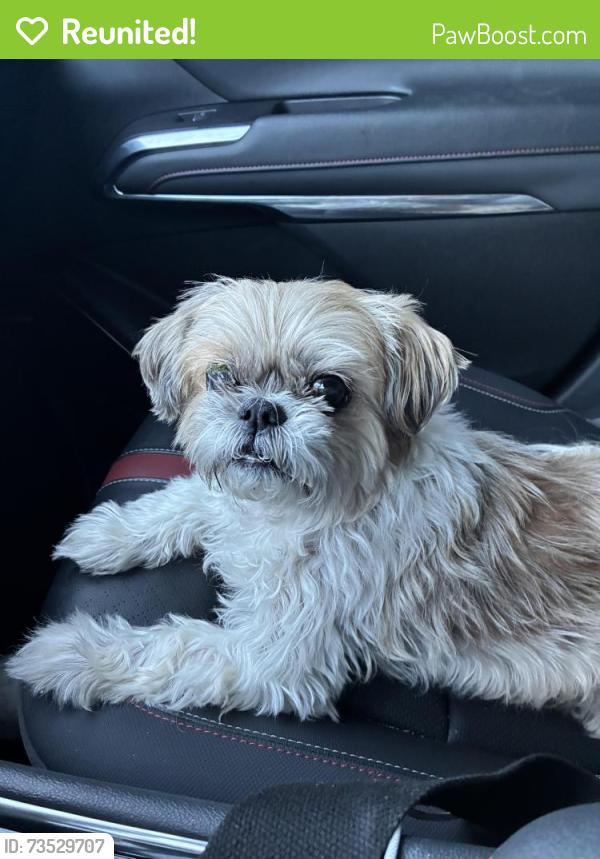 Reunited Female Dog last seen Jones and Twain, Spring Valley, NV 89103