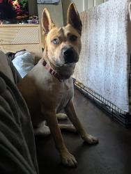 Found/Stray Female Dog last seen Troy and Raymond, Indianapolis, IN 46239