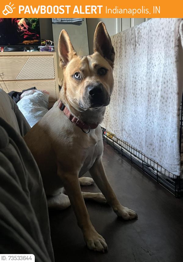 Found/Stray Female Dog last seen Troy and Raymond, Indianapolis, IN 46239