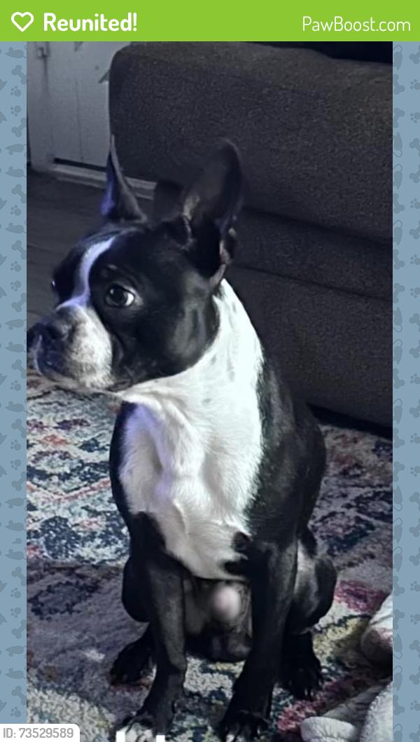 Reunited Male Dog last seen 44th Pl and Broadway Rd, Phoenix, AZ 85040